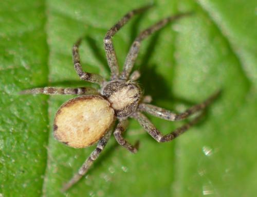 Philodromus sp.